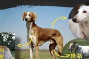 以格雷伊猎犬为宠物的饲养方法（如何让你的格雷伊猎犬健康快乐）