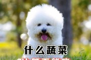 比熊的饮食指南（以比熊能吃什么东西为主题的饮食健康建议）