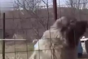 狗看见狗就追的原因（为什么狗会追逐同类？）