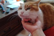 小猫的饮食习惯（探索小猫的美食世界）