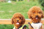 初为泰迪犬主人，如何养护宠物（全方位详解初生泰迪犬养护攻略）