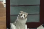 养折耳猫的注意事项（打造幸福的折耳猫生活）