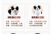 边牧犬（了解边牧犬的特点，选择合适的宠物伴侣）