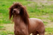 中国冠毛犬（为何有人对它痴狂？）