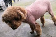 泰迪母犬第一胎生完一只就没动静了，医院检查结果让人哭笑不得！