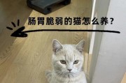 猫咪少食多餐是什么，为什么重要？（掌握猫咪的饮食习惯，给宠物更健康的生活）