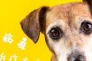 细小病毒对狗狗的治疗——以草药汤为主（保护宠物健康的天然选择）