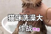成年猫咪洗澡频率及注意事项（让你的猫咪保持干净和健康的关键）