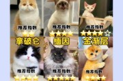加菲猫价格市场行情揭秘（探寻加菲猫市场价格和趋势）