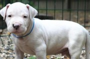 以杜高幼犬吃什么（营养均衡的饮食是健康成长的基石）