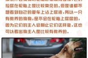 如何培养狗狗的良好教养？如何通过训练和引导让狗狗养成好习惯？