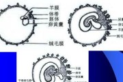 狗为什么吃胎盘？（探究狗吃胎盘的原因和益处）