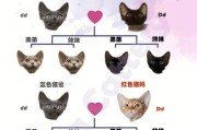 如何饲养一只健康快乐的柯尼斯卷毛猫（以宠物为主，从喂养、保健到互动全面解析）