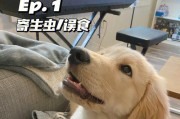 宠物狗误食应急处理（如何应对狗狗误食，保护宠物健康）