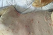 金毛结疤护理指南（如何选择合适的药物为金毛结疤）