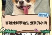 泰迪狗的繁殖周期及生产间隔时间（了解泰迪狗的生育规律，为繁殖做好准备）