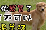 狗狗感冒了要注意的事项（如何保护你的狗狗免受感冒的侵袭）