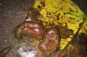 狗狗便便的颜色与健康状态（正常狗狗便便的颜色及其变化情况）