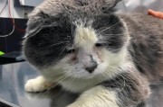 探秘以脸皱在一起的猫的奇特情况（揭开猫咪脸部皱纹的秘密，了解它们的健康状况）