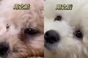 狗为何会有泪痕？（探讨狗泪痕形成的原因和解决方法）