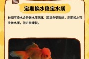 小型观赏鱼为何多活不过两年？（淘汰还是延寿？探究小型观赏鱼生存之道）