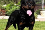 罗威纳犬的成长需要注意的事项（关爱罗威纳犬，呵护成长）