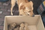 揭秘狗狗恶露的真相（了解狗狗恶露的成分、原因和处理方法）