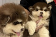 选择适合阿拉斯加幼犬的狗粮（健康成长所需，阿拉斯加幼犬适合的狗粮推荐）