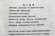 金毛细小康复周期及关键因素解析（探究金毛细小恢复的时间、关键因素以及康复策略）