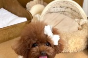 泰迪犬的疫苗接种时间（了解泰迪犬疫苗接种的最佳时机）