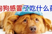 选择正确的药物给狗狗退热（了解狗狗退热药物的种类和使用方法）