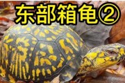 海岸箱龟的饲养方法是什么？宠物海岸箱龟的养护要点有哪些？