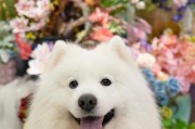 星期狗（狗市作为传统市场的文化符号与现代生活的融合）