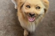 选择什么犬种来保家卫国？（了解不同犬种的特点，找到最适合的守家伙伴）
