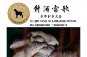 拉布拉多幼犬疫苗接种时间的重要性（了解疫苗接种时间，守护幼犬健康成长）