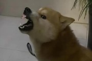 狗狗为何喜欢和主人咬着玩（探究狗狗和主人之间的咬玩行为及原因）