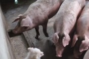 养罗威纳犬的人为何都想要“后悔药”？（探究养罗威纳犬的挑战与困境，以及如何应对困扰）