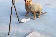 金毛犬（了解金毛犬的起源和特点）