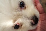 狗狗眼屎的样子与特点（了解正常狗狗眼屎，守护它们的眼健康）