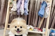 博美犬价格的影响因素（了解影响博美犬价格的原因及如何照顾新到家的狗狗）
