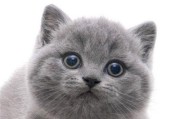 英国短毛猫的特征与魅力（探索英短的品种特点及其迷人之处）