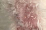 狗狗乳头发红发痒，疑似皮肤病引起的相关症状（探索狗狗乳头发红发痒的原因及解决方法）