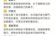 掌握狗狗肢体语言，更好地与宠物相处（了解狗狗的姿态和动作，提高沟通效率）