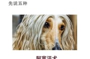 拉布拉多犬的饲养与特征（一只忠诚友善的伴侣——拉布拉多犬）