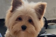 如何分辨纯种泰迪犬的特征？（纯种泰迪的样子及区别于串狗的关键特征）