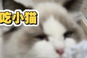 猫猫的饮食偏好与营养需求（揭秘猫猫喜欢吃的食物及营养均衡饮食的重要性）