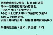 如何选择适合比熊的项圈？（宠物健康与舒适性并重）