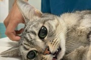 猫为什么吃了就吐了？（探索猫吃后呕吐的原因及解决方法）