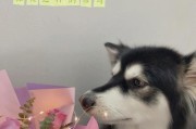 阿拉斯加何时可以配种？（探讨阿拉斯加犬成熟配种的最佳时机）