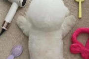 比熊犬的正确喂养与照顾方式（掌握关键方法，让你的比熊更健康快乐）